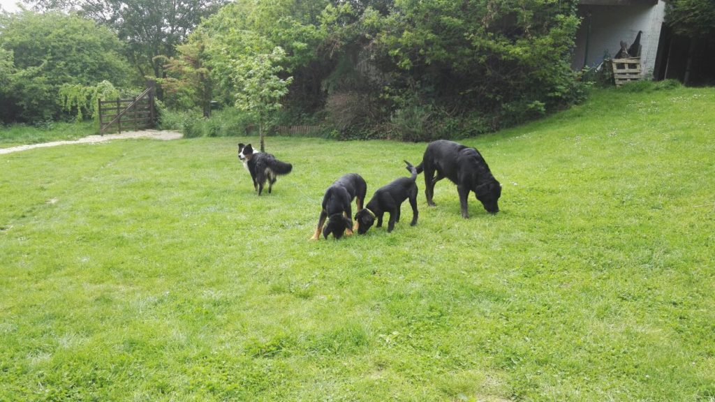 education canine chien educateur canin chiot  rouen normandie louviers evreux 